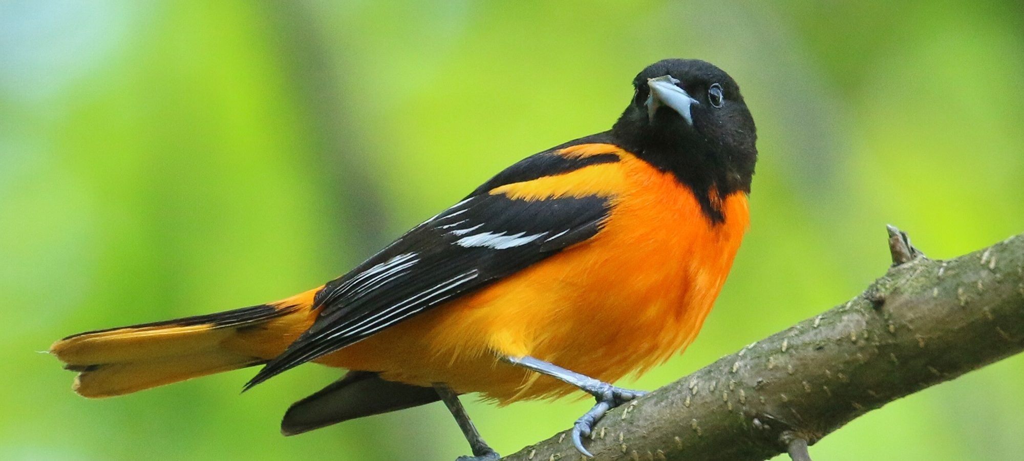 Terchanik-baltimore-oriole-2000x900-1