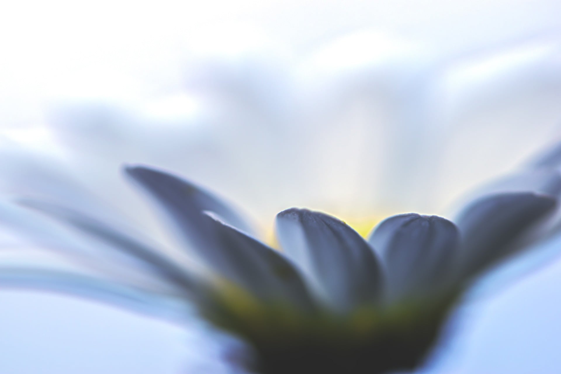 flower-4944993_1920