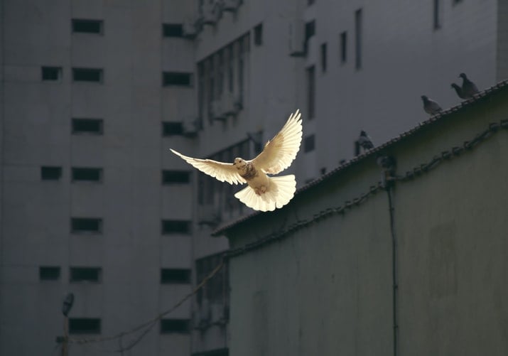 peace-force