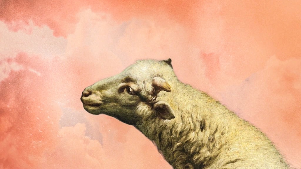 sheep