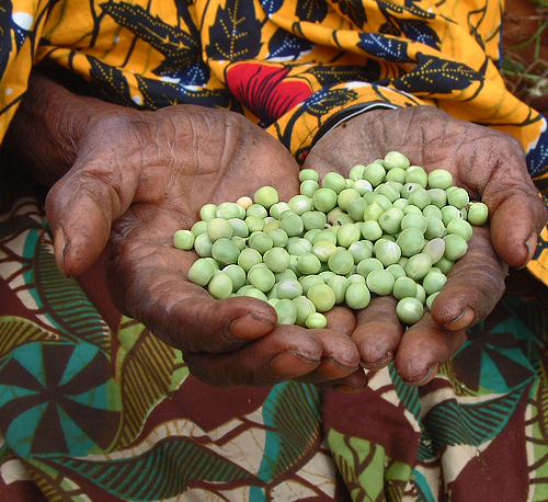 The peas in experienced hands. Muramvia - Burundi © 2007 Jan Oberg, TFF