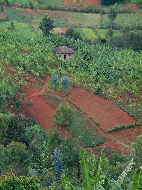 Typical landscape in Muramvia # 2 - Burundi © 2007 Jan Oberg, TFF